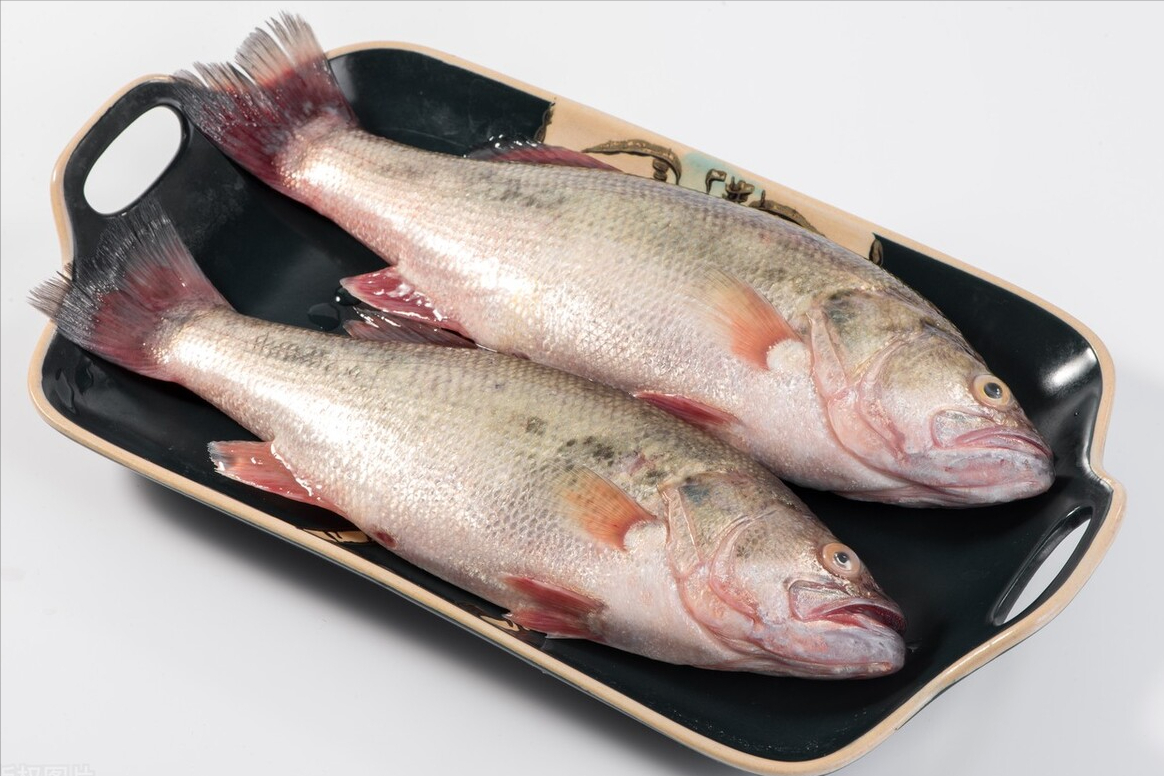 Khi mua cá vược, chọn "bụng to" hay "bụng nhỏ", sự khác biệt là lớn-Kubet