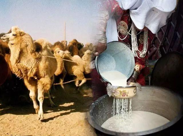 Kubet: Sữa chua, sữa bột, sữa dê, sữa lạc đà, loại nào có giá trị dinh dưỡng cao nhất?